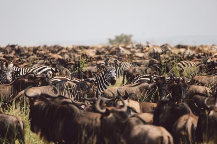 Tanzania