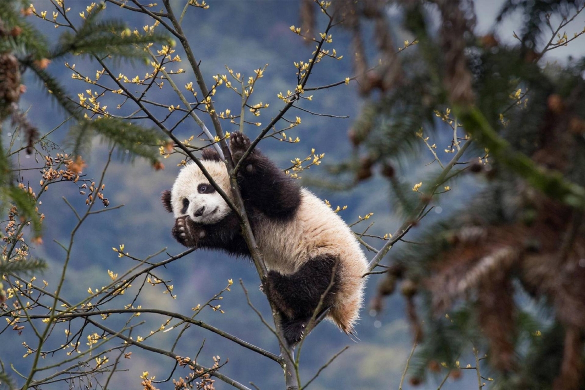 odkryj chiny syczuan panda wielka