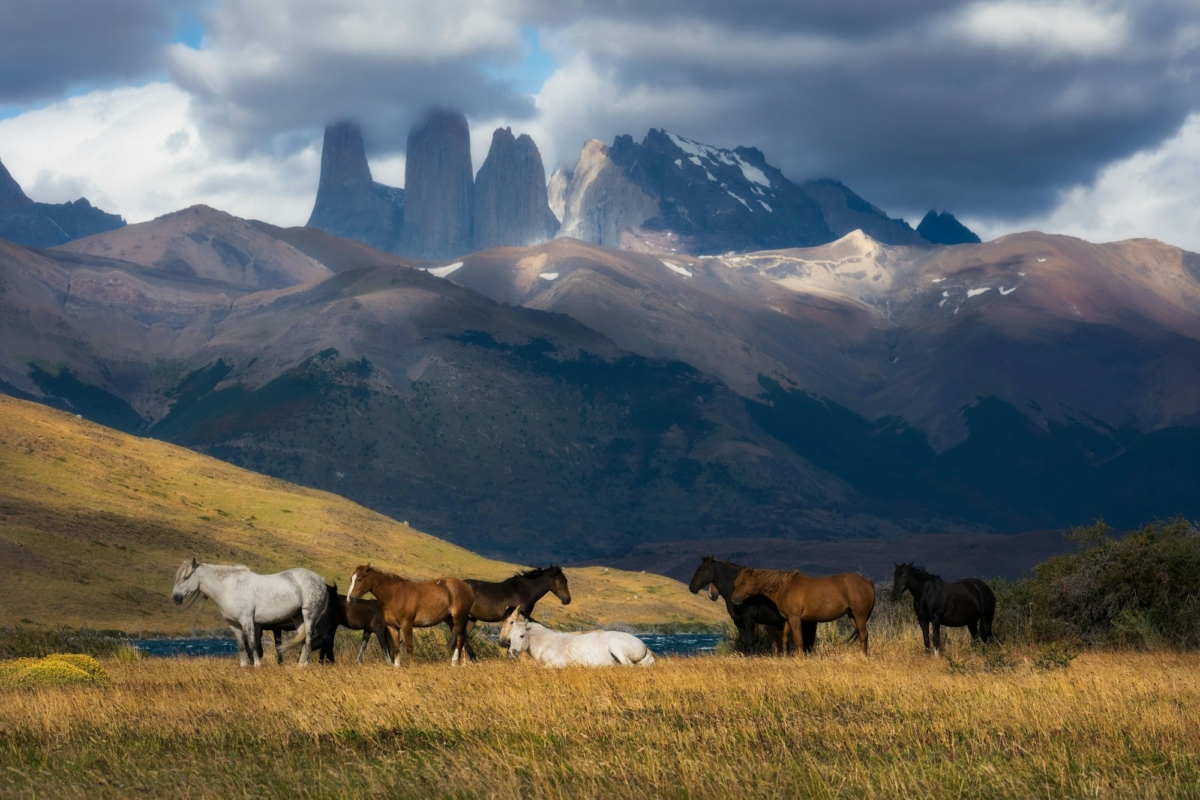 Herd of horses in Torres del Paine National Park