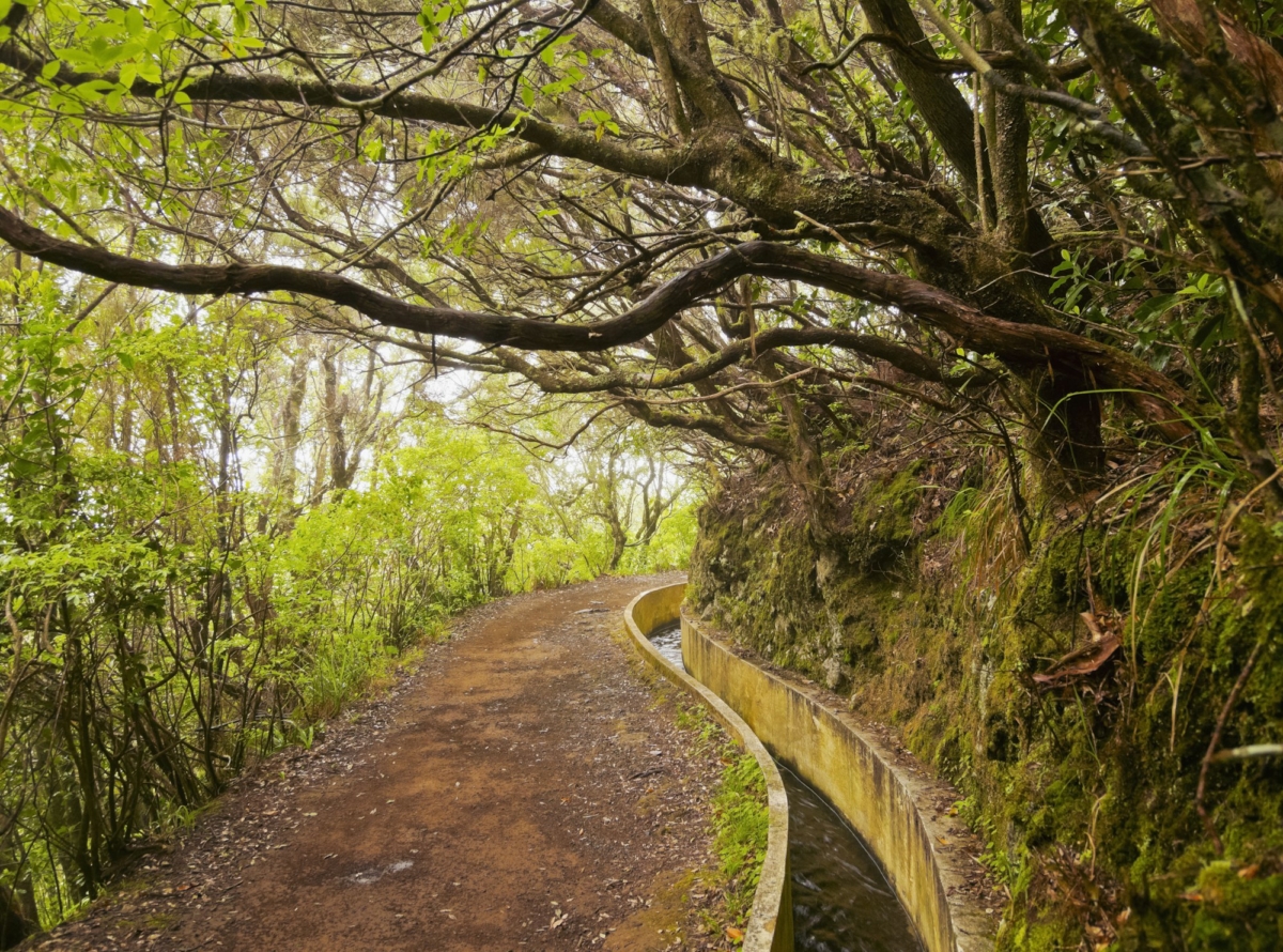 Levada on Madeira