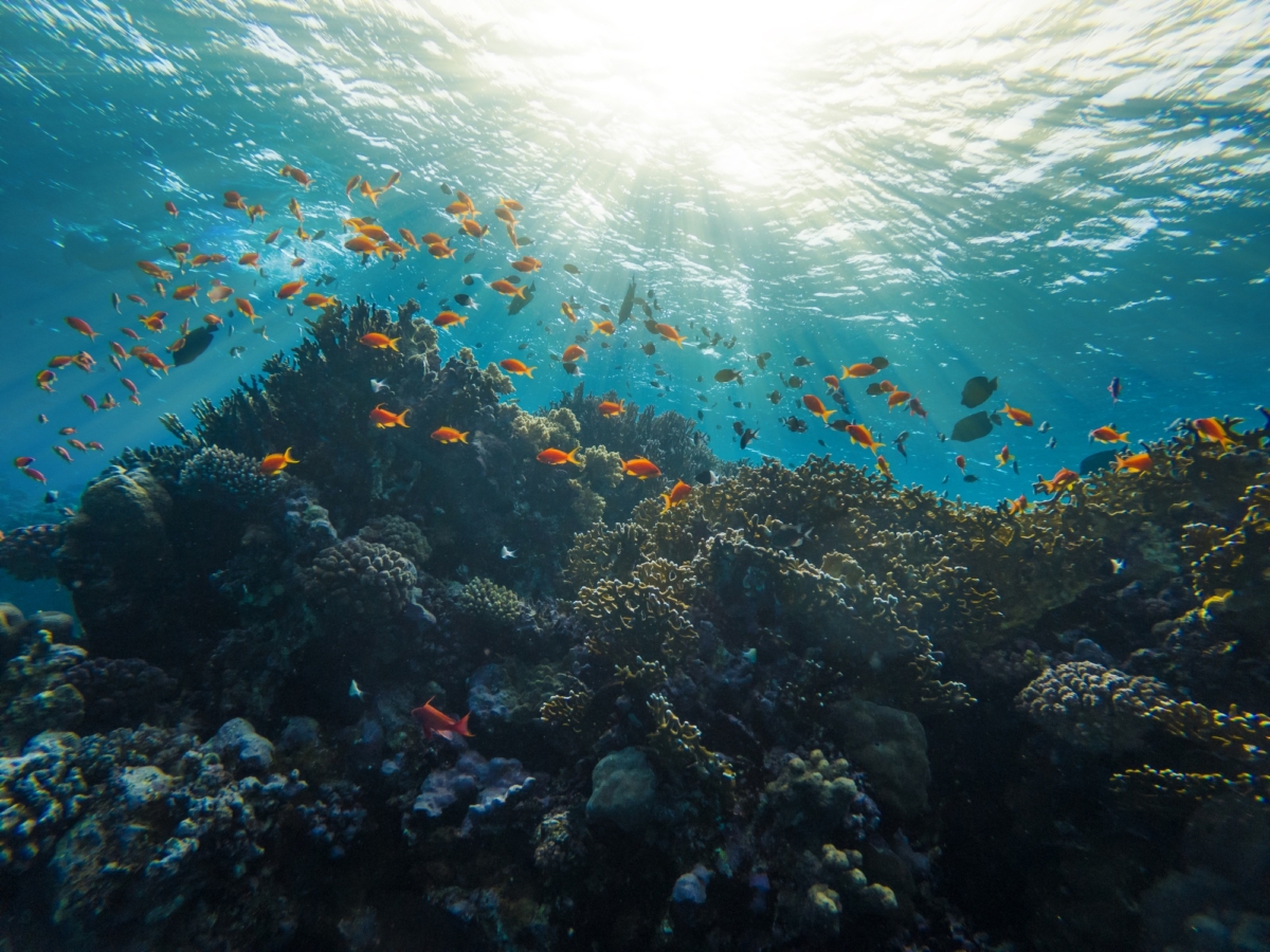 Coral Reef Red Sea Egypt Marsa Alam