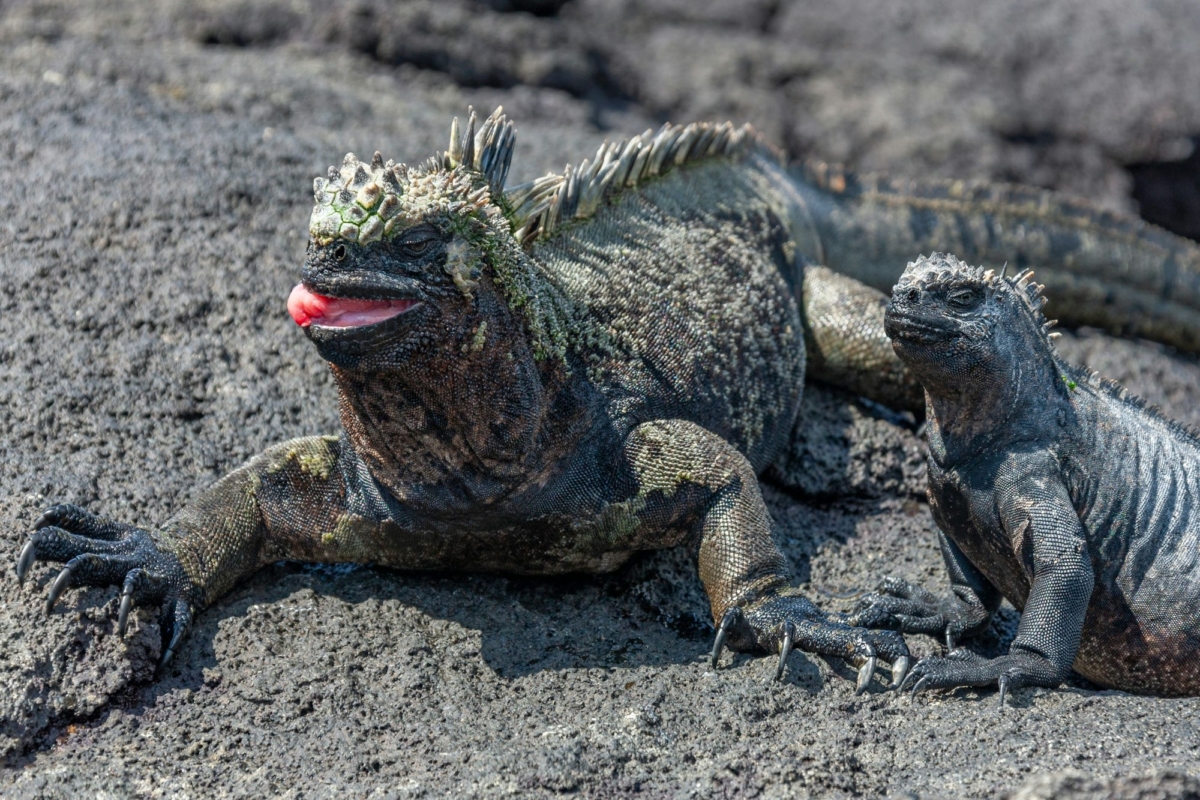 Galapagos Marine Iguana - Galapagos Islands