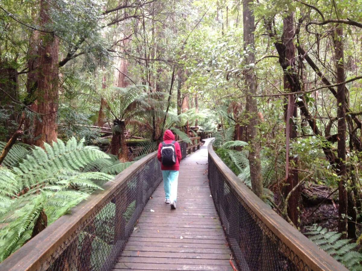 Rainforest bush walk, Tasmania