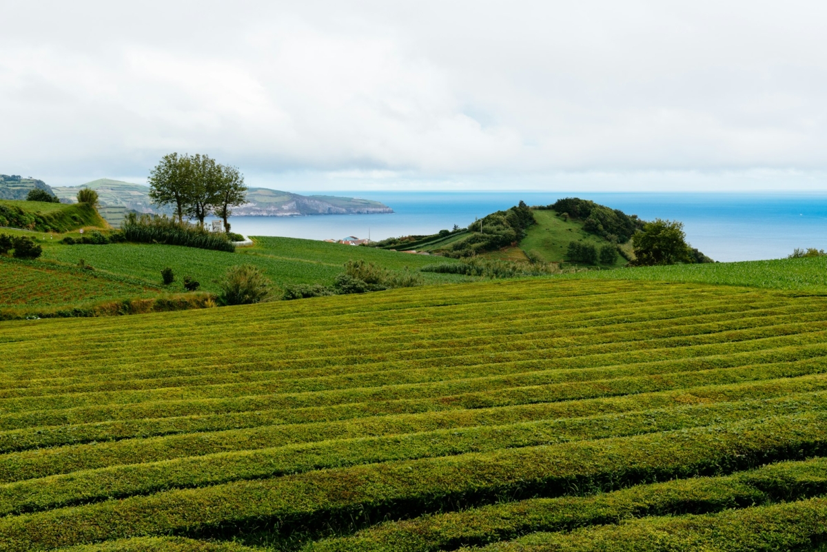 Tea plantation in Sao Miguel Island, Azores