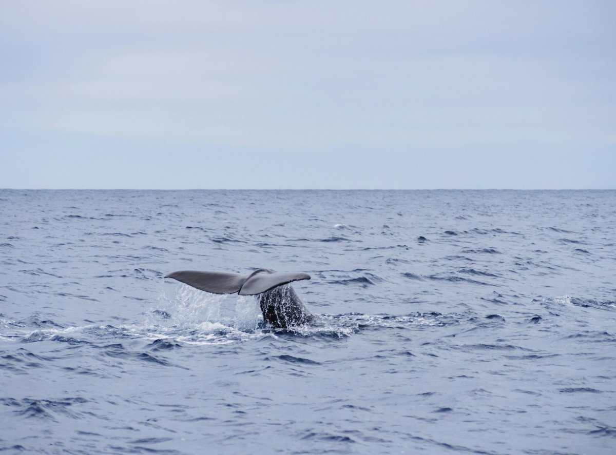 Whale by the coast of Pico Island