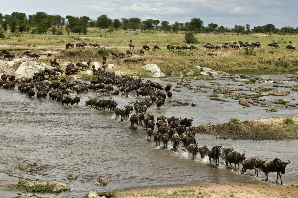 Wildebeest, crossing river Mara, Serengeti National Park, Serengeti, Tanzania, Africa